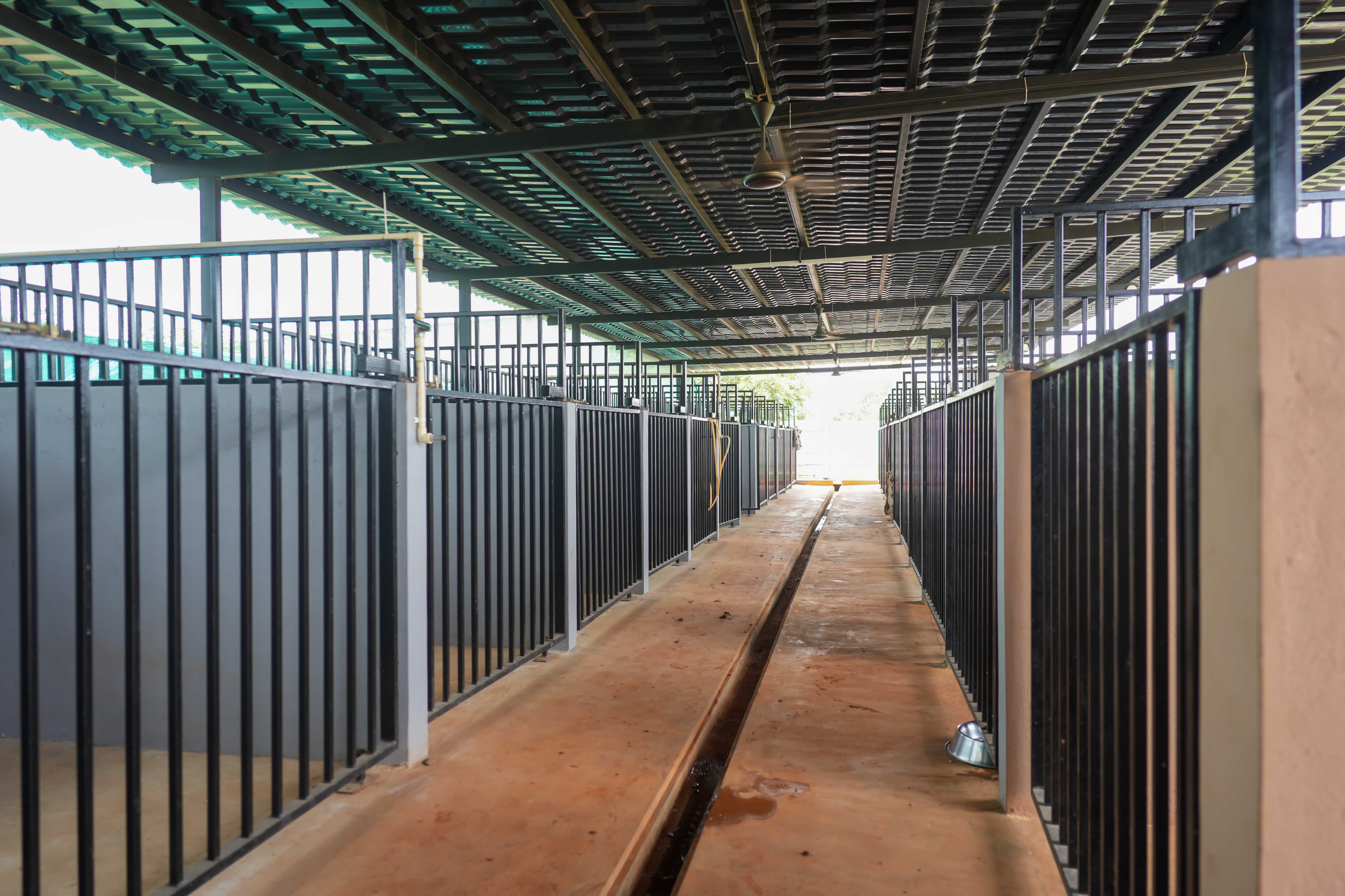 Interior view of large empty animal shelter stables with gated stalls.