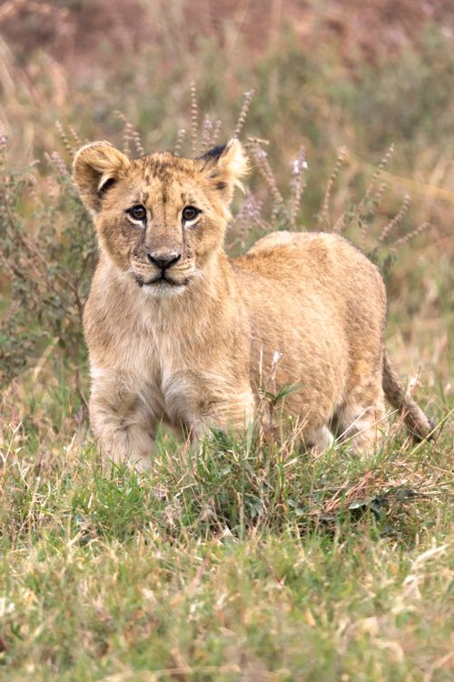 Free A charming lion cub standing amidst the grass in Nairobi's natural landscape, exuding curiosity. Stock Photo