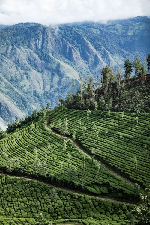 Free Lush green tea fields covering rolling mountain slopes in a serene landscape. Stock Photo