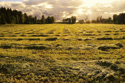 Foto profissional grátis de área, árvore, céu