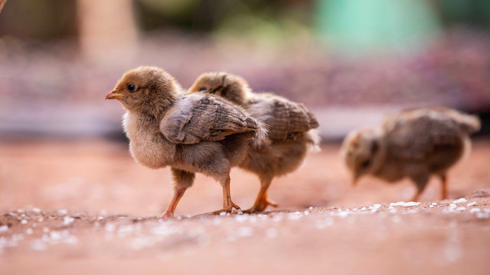 Young chicks walking on a soft floor
