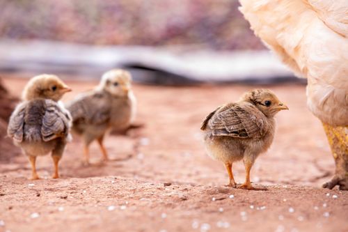 Free Adorable baby chicks exploring outdoor surroundings near a hen, showcasing life and nature. Stock Photo