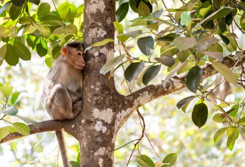 Free A young monkey sitting on a tree branch surrounded by lush green leaves. Stock Photo