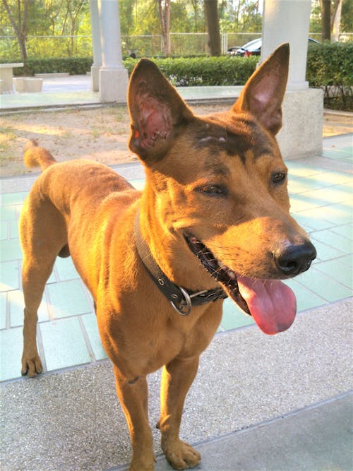 Free かわいい犬, ストリート写真, スマイルの無料の写真素材 Stock Photo
