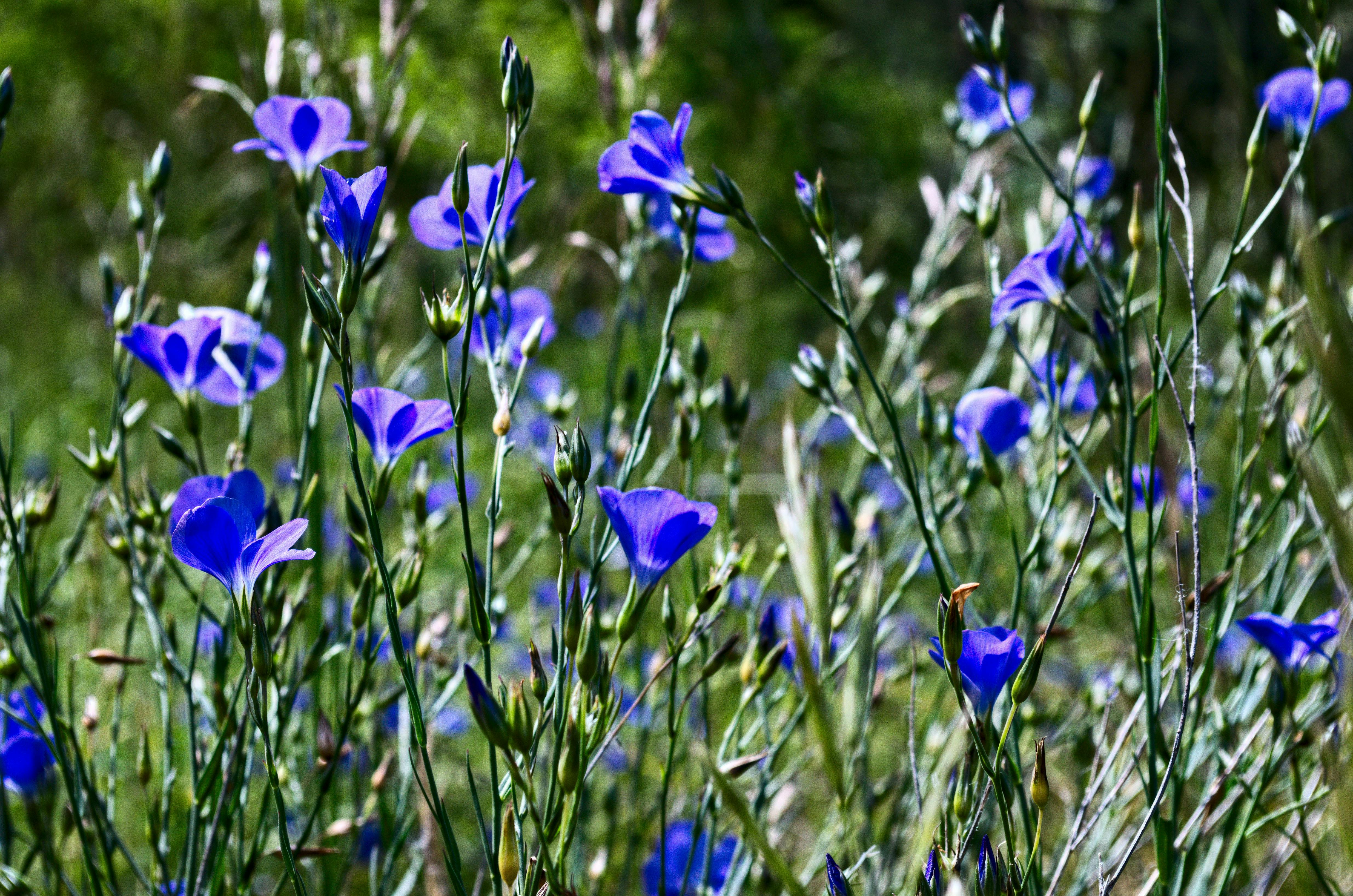 Free stock photo of bleu  champ  fleur 