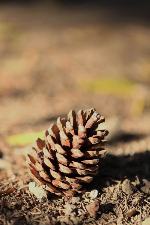 Free Pine cone resting on a forest floor, beautifully lit by soft daylight, embodying autumn's essence. Stock Photo