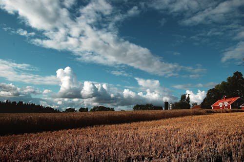 Free คลังภาพถ่ายฟรี ของ กลางแจ้ง, การเกษตร, ชนบท Stock Photo