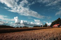 在瑞典充满活力的天空下，麦田和红色谷仓构成了一幅美丽的景观