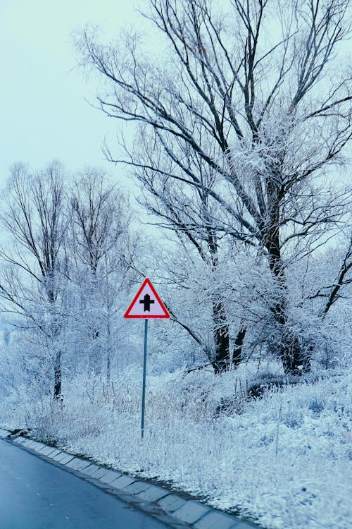 Fotos de stock gratuitas de bosque, carretera, cielo