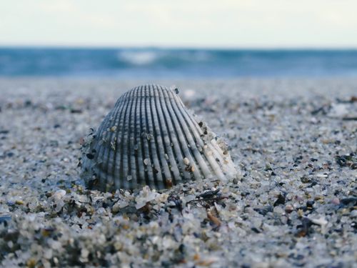 Free A detailed image of a seashell partially buried in sand near the ocean. Stock Photo