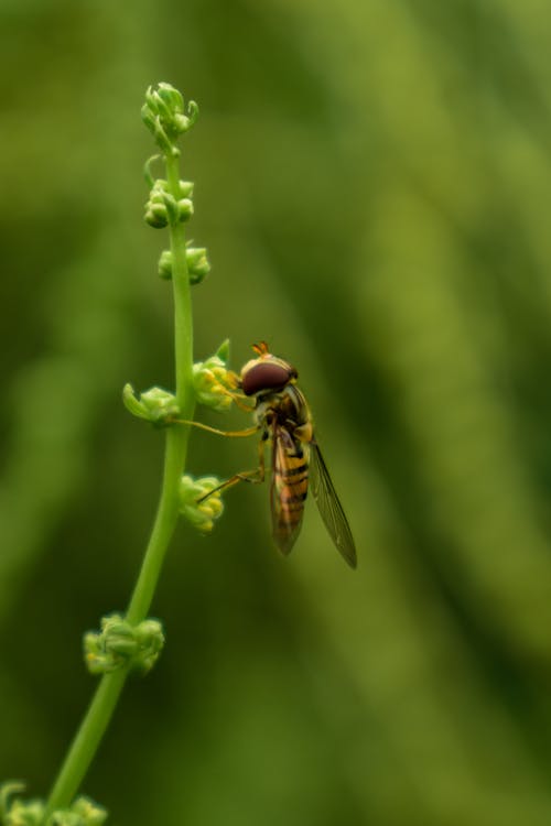 Základová fotografie zdarma na téma fotografie divoké přírody, makro, makro fotografie