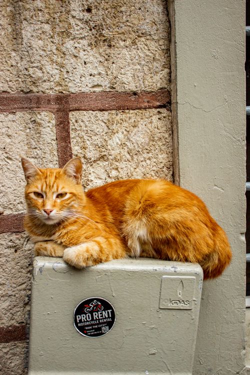 Free A ginger cat lounging on a ledge against a stone wall in Istanbul, showcasing urban street charm. Stock Photo