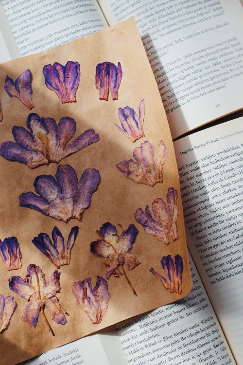 Free Delicate pressed purple flowers displayed on an open book under warm light. Stock Photo