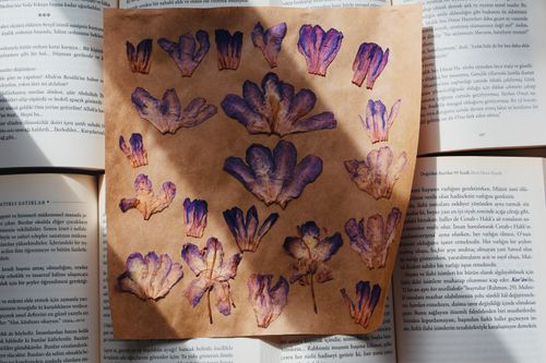 Free Purple pressed flowers displayed on an open book with sunlight casting shadows. Stock Photo