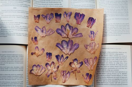 Free Pressed purple petals arranged beautifully atop open books, offering a botanical and literary blend. Stock Photo