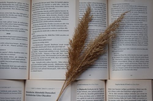 Free Open book with pampas grass creating a serene and artistic composition. Stock Photo