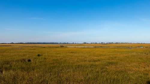 Free Vast open grassland landscape with clear blue sky, perfect for nature themes. Stock Photo