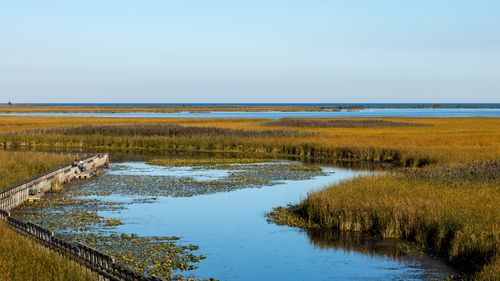Free Tranquil wetland landscape view with boardwalk and expansive water under a clear blue sky. Stock Photo