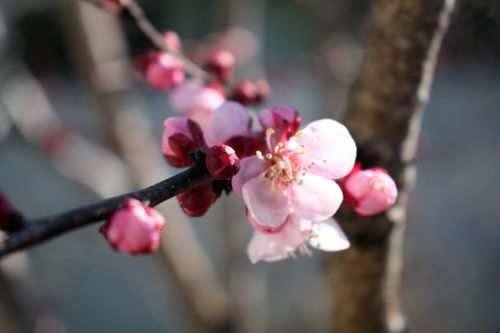 Serum skincare step