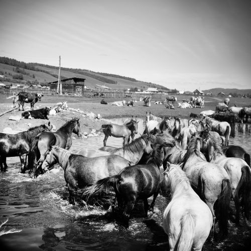 Free A herd of horses gathered by a watering hole in a rural, pastoral landscape. Black and white photography highlights natural beauty. Stock Photo