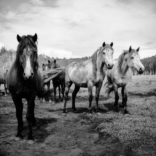 Free Black and white photo of a group of wild horses standing together in a field. Stock Photo