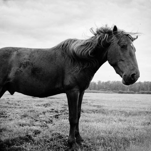 Free Stunning black and white photograph of a horse standing in a field, showcasing its beauty and strength. Stock Photo