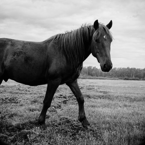Free A black horse stands in an open field with a dramatic, cloudy sky, captured in black and white. Stock Photo