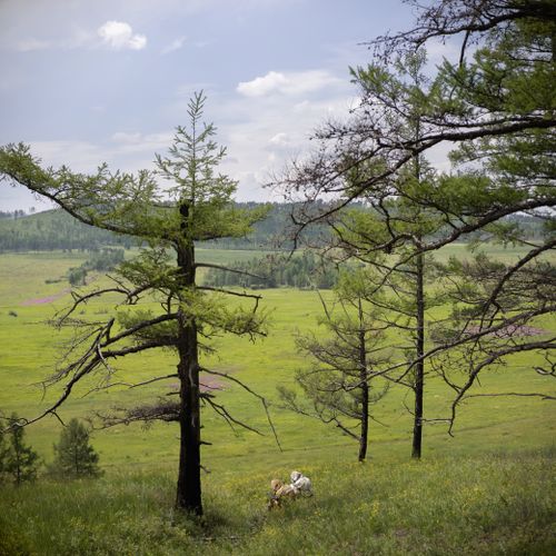 Free A serene view of a green meadow with sparse trees under a blue sky. Stock Photo