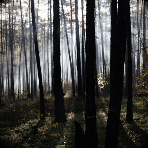 Free A mysterious forest with dense trees and sunlight piercing through, creating a dramatic effect. Stock Photo