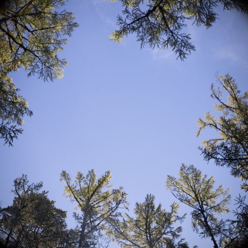 Free A vibrant view of the sky through forest trees, capturing nature's tranquility. Stock Photo