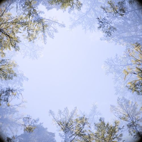 Free Serene view of tree tops encircling a clear blue sky, exemplifying calmness and nature's beauty. Stock Photo
