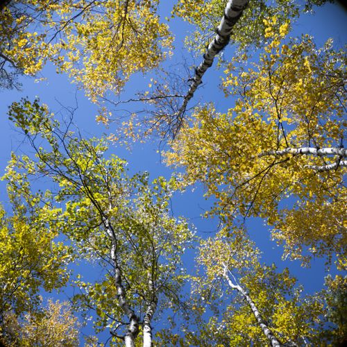 Free Looking up at autumnal birch trees with yellow leaves under a vivid blue sky. Stock Photo