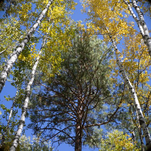 Free A captivating view of tall trees with autumn foliage against a clear blue sky. Stock Photo