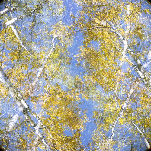 Free Captivating abstract view of birch trees with autumn foliage against a clear blue sky. Stock Photo