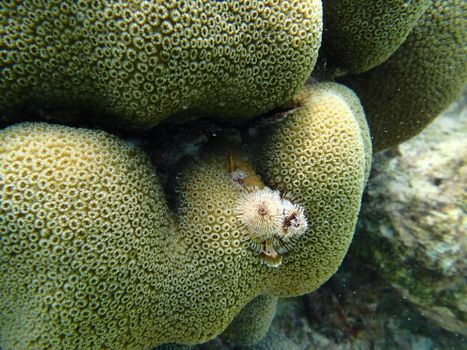 Close-up of a Christmas Tree Worm nestled on massive star coral in the Caribbean Sea.