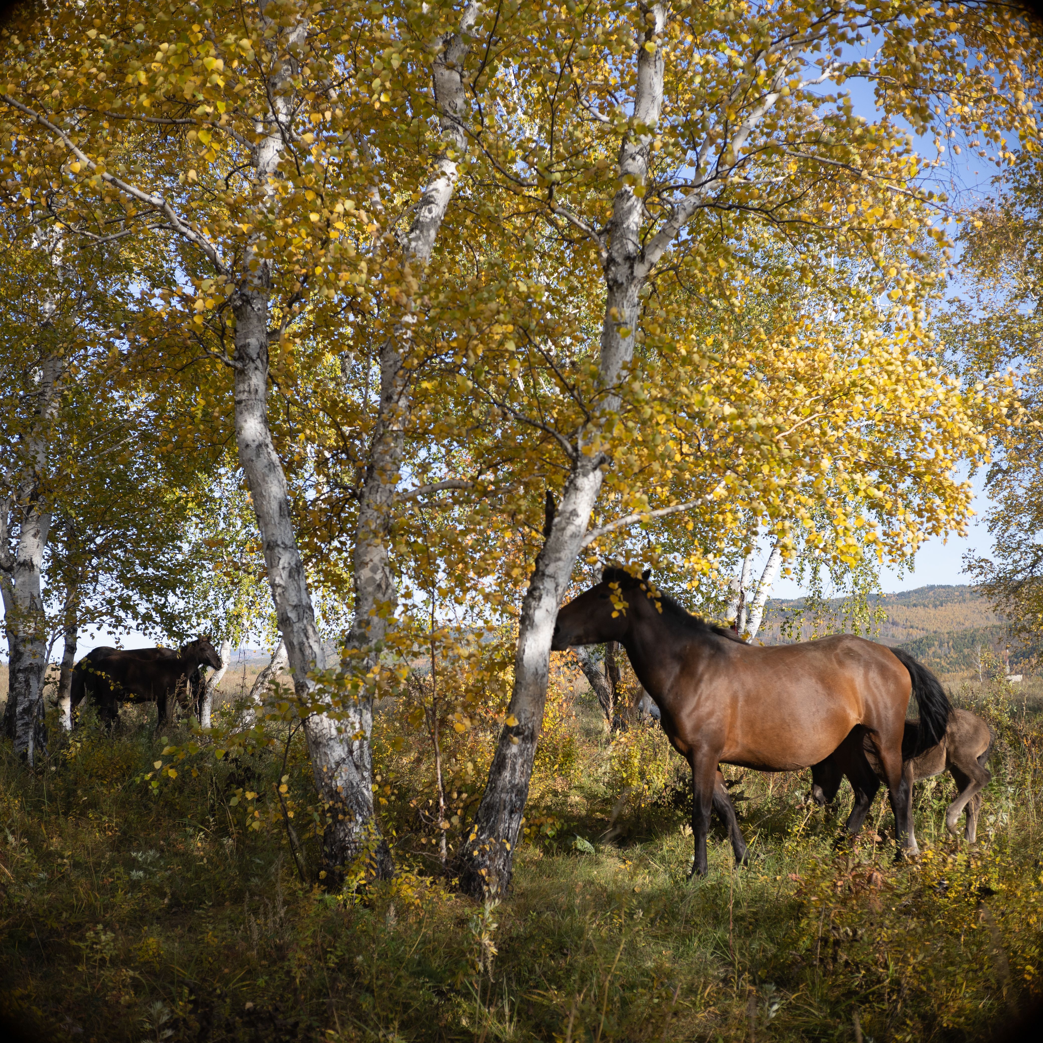 Horses graze peacefully in a serene birch forest with golden autumn foliage under a bright sky.