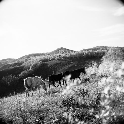 Free Three horses grazing in a scenic mountain landscape in black and white. Stock Photo