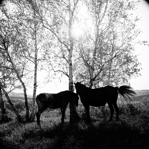 Free Two horses silhouette under birch trees with sun shining through leaves in a serene black and white setting. Stock Photo
