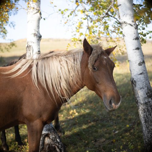 Free Brown horse with long mane standing among birch trees in a sunny forest setting. Stock Photo