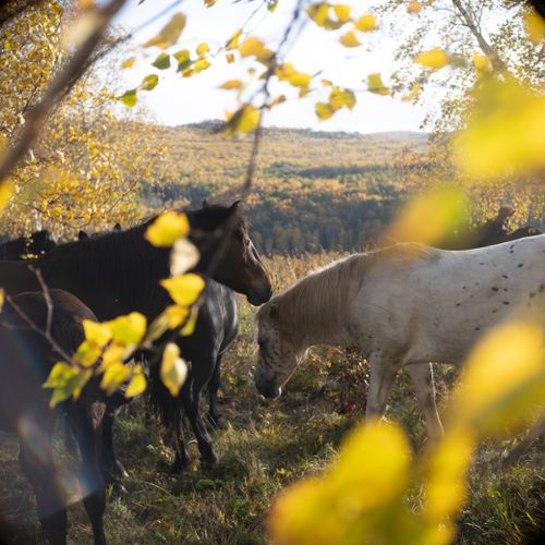Free A serene image of wild horses grazing in a sunlit autumn forest setting. Stock Photo