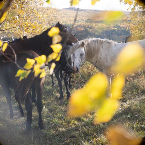 Free A serene scene of horses grazing under golden autumn leaves. Stock Photo