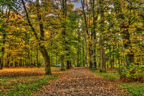 Free Beautiful autumn scene in a forest park with vibrant leaves and trees. Stock Photo