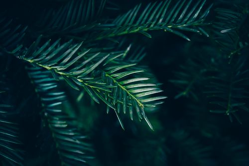 Free Detailed view of yew tree branches showcasing lush green needles in a dark, natural setting. Stock Photo