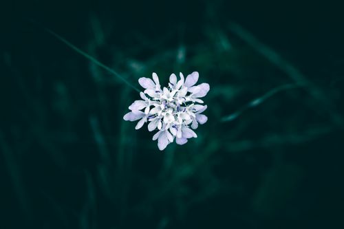 Free A vivid close-up of a blooming white flower against a dark, blurred background, showcasing nature's detail. Stock Photo