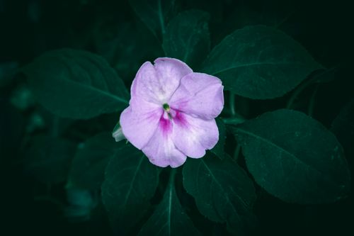 Free Vibrant pink impatiens flower captured in full bloom against a dark green backdrop highlighting its freshness. Stock Photo