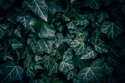 Free Detailed close-up of dark green English ivy leaves showcasing texture and patterns. Stock Photo