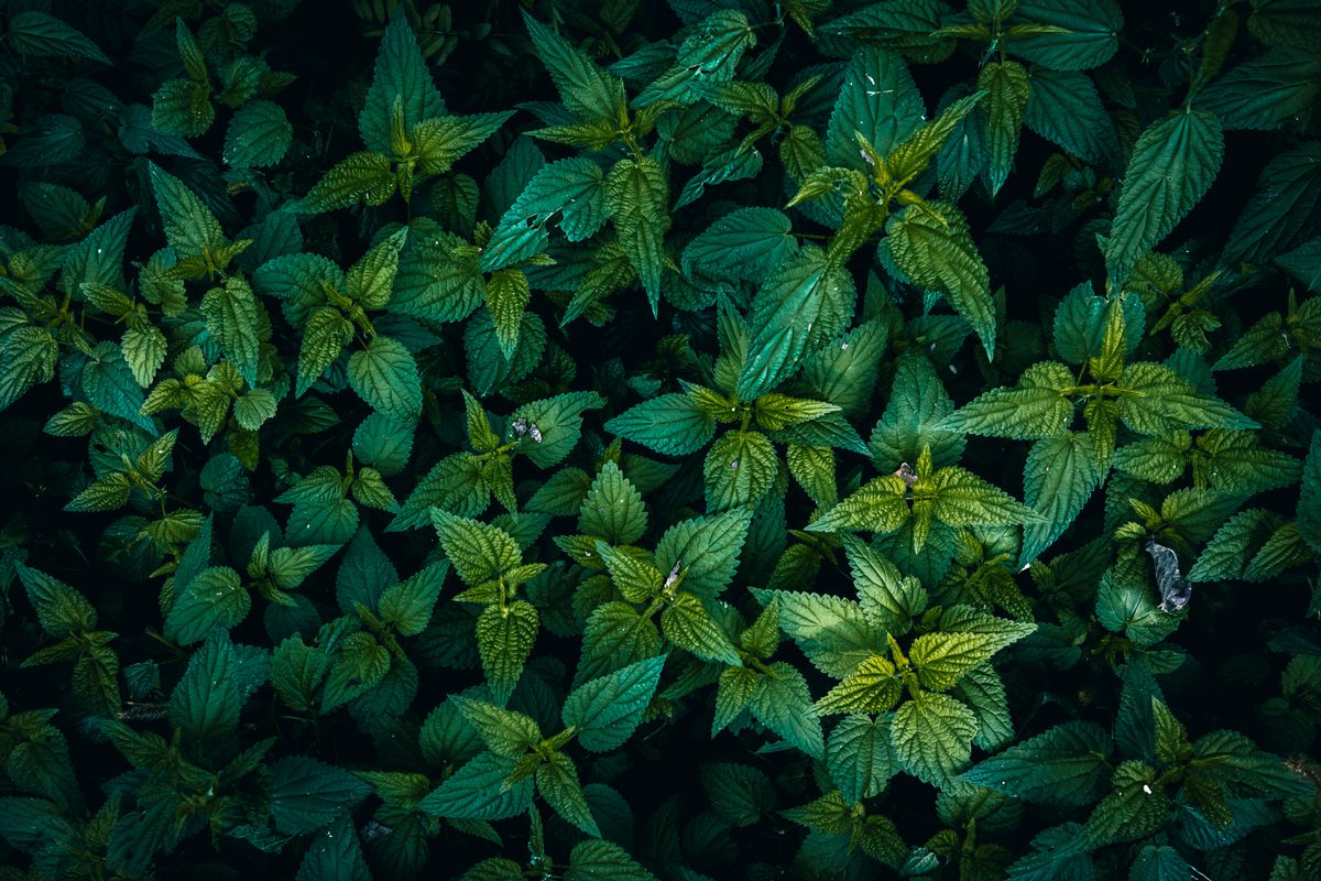 Nettle : l'IA d'assurance qui prévoit les risques