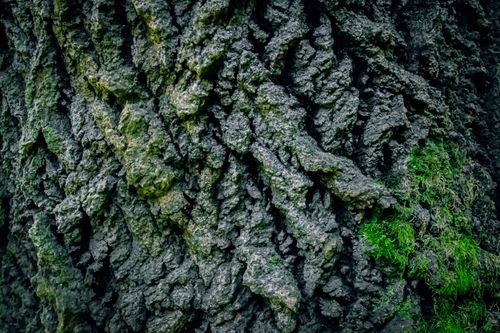 Free Detailed texture of moss-covered tree bark for nature and backgrounds. Stock Photo