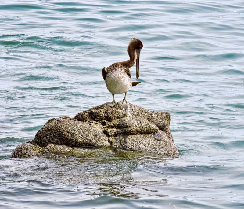 Brown pelican on the rocks at Sayulita