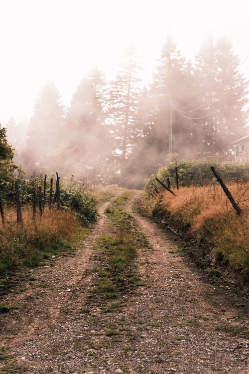 Free A serene and misty forest pathway in Giresun, Türkiye, offering a tranquil natural escape. Stock Photo